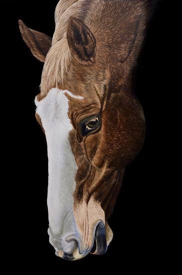 Caballo Pastando — MIGUEL ANGEL PERDOMO BEDOYA