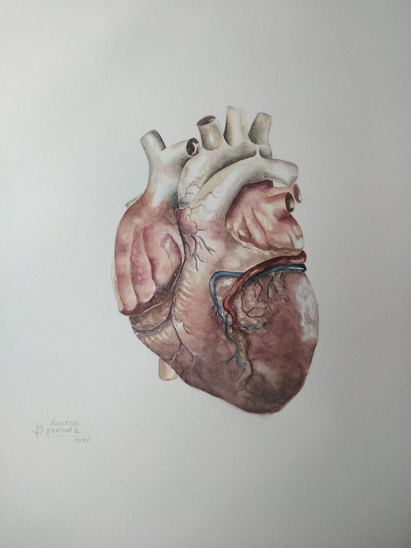 Anatómico — Blancaagd