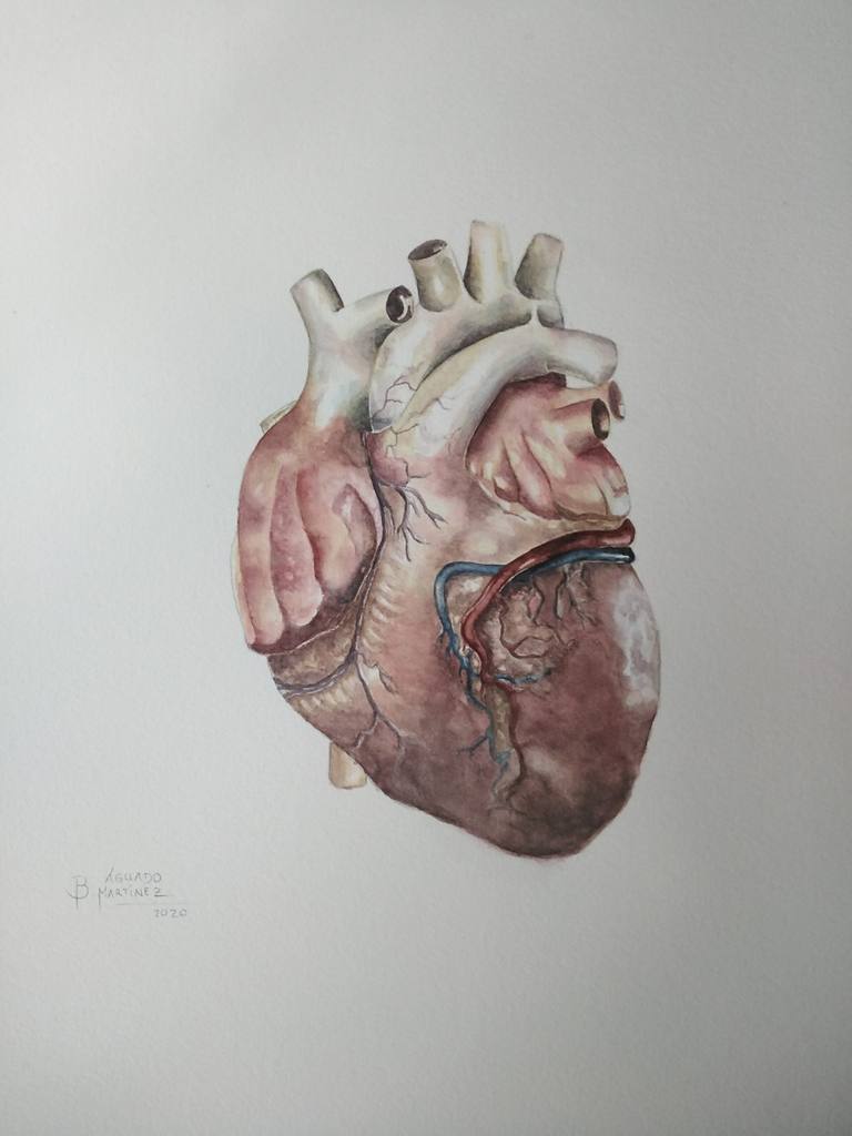 Anatómico — Blancaagd