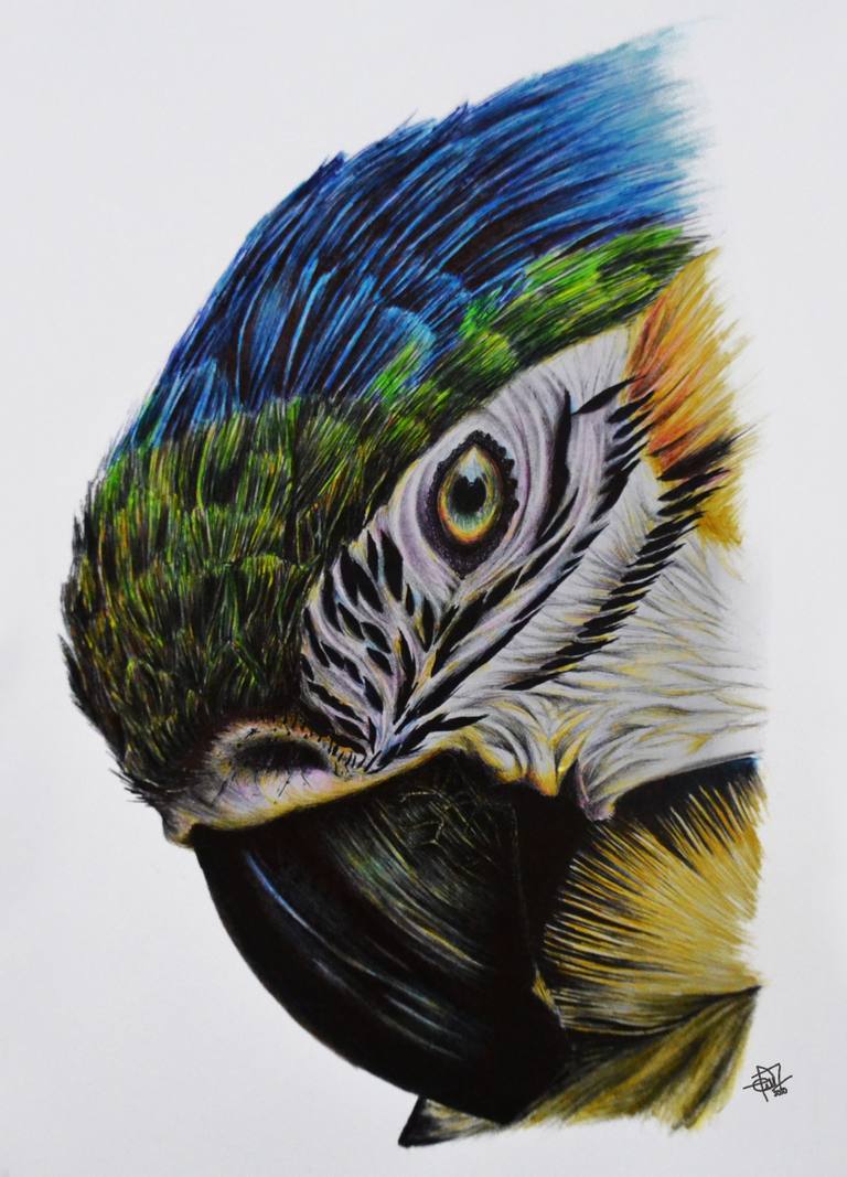 aves — oscar man