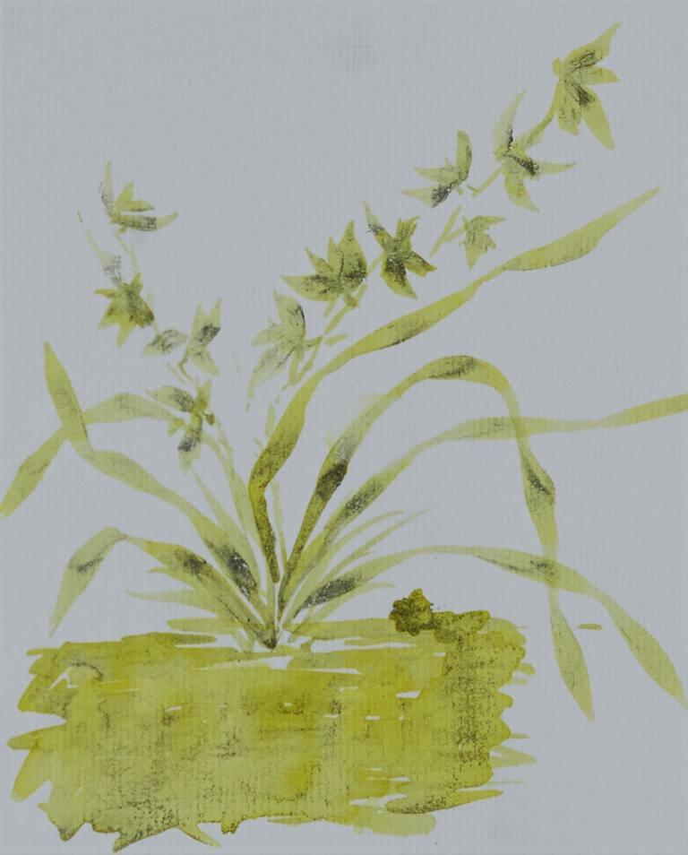 Orquídea — Raquel White