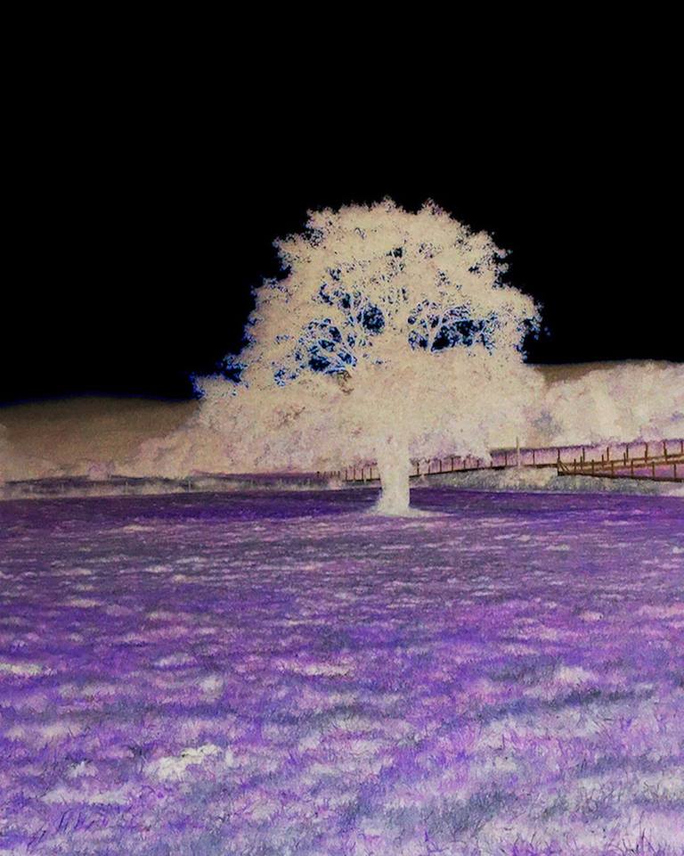EL LADO OBSCURO DE LA NATURALEZA — MANOLO AMEIXEIRAS